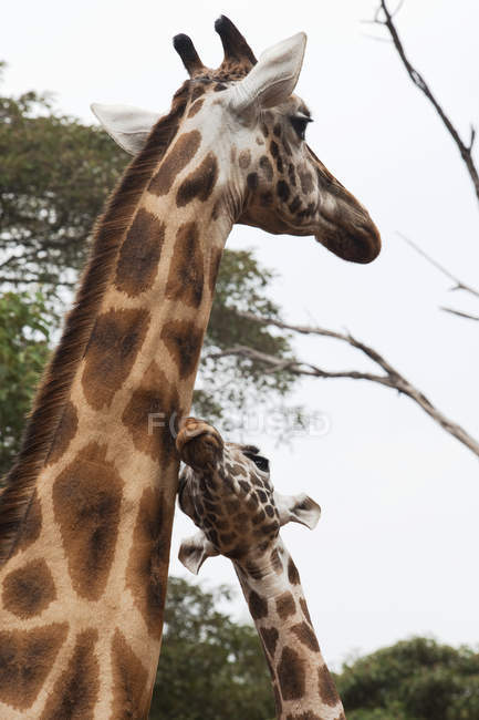 Girafa e girafa jovem no centro da girafa — Fotografia de Stock