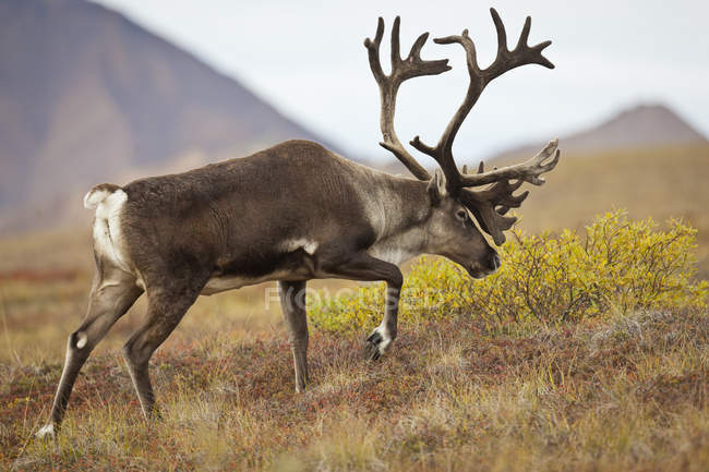 Красивый бычий лось с огромными рогами на дикой природе — стоковое фото