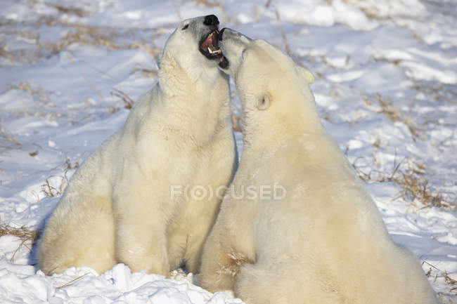 Белые медведи играют в бой — стоковое фото