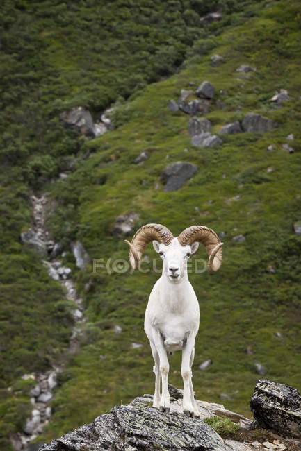 Dall Ram se para en un afloramiento de roca mirando hacia adelante - foto de stock