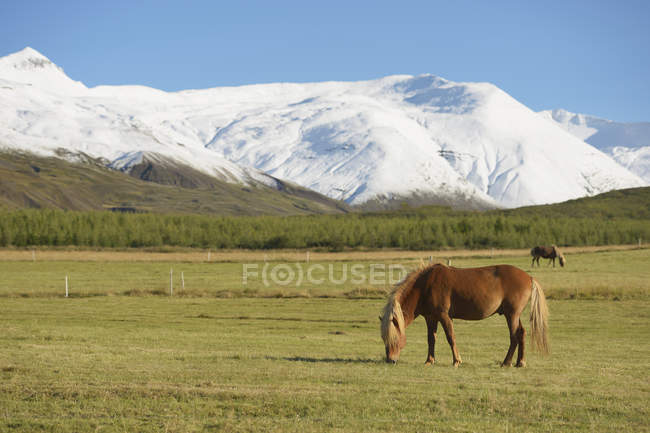 Исландские лошади пасутся на горном поле — стоковое фото