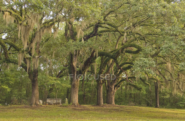 Trees in natchez trace parkway — Stock Photo