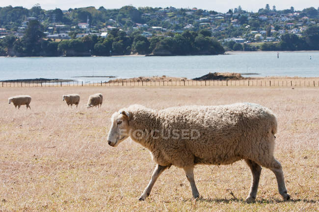 Sheep walking in field — Stock Photo