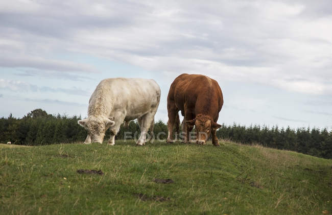Vacas pastando lado a lado — Fotografia de Stock
