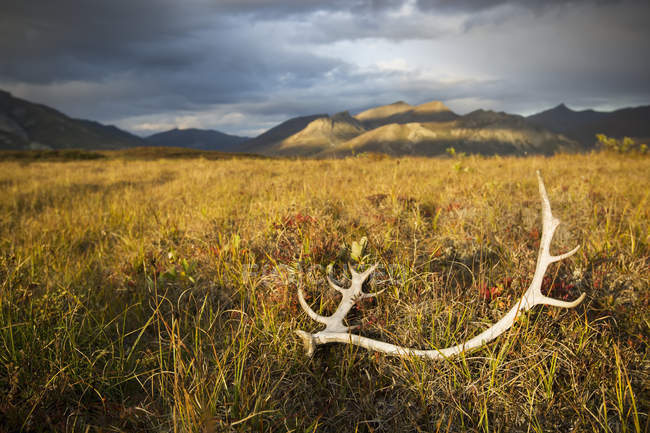 Antlers On Grass In Brooks Range — Stock Photo