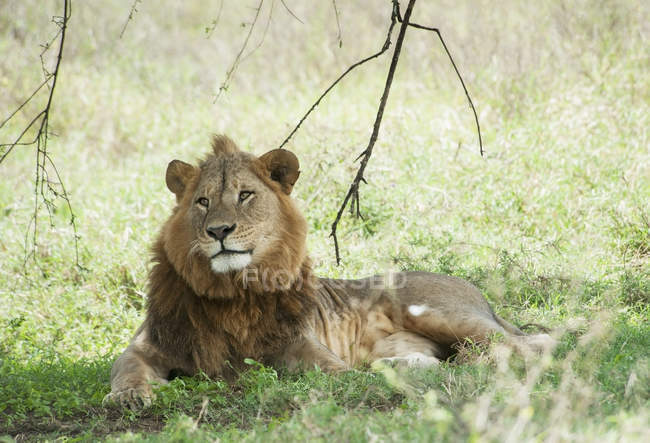 Leão sentado na grama — Fotografia de Stock