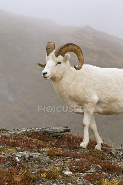 Carneiro ovino andando no cume — Fotografia de Stock