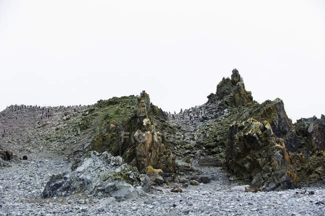 Pinguini Chinstrap sulla riva rocciosa — Foto stock