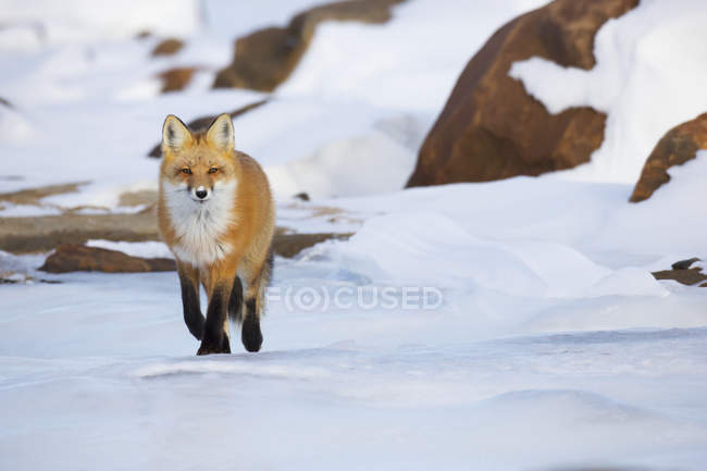 Raposa vermelha andando — Fotografia de Stock
