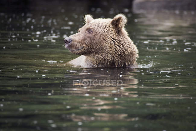 Urso marrom nadando em lagos de rio — Fotografia de Stock