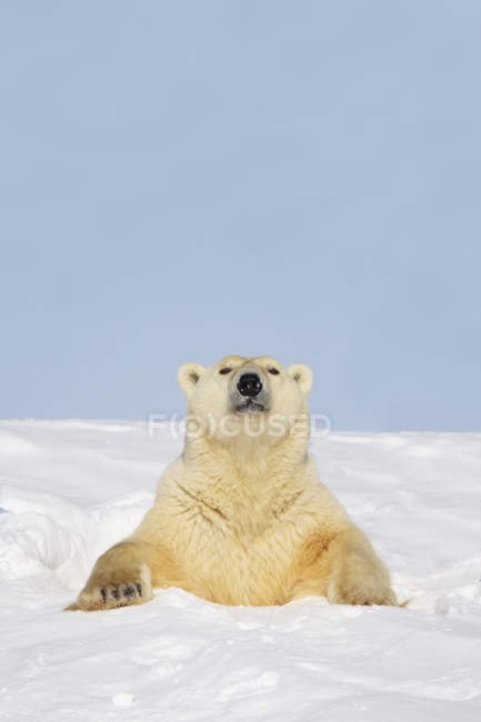 Polar bear sticking head — Stock Photo