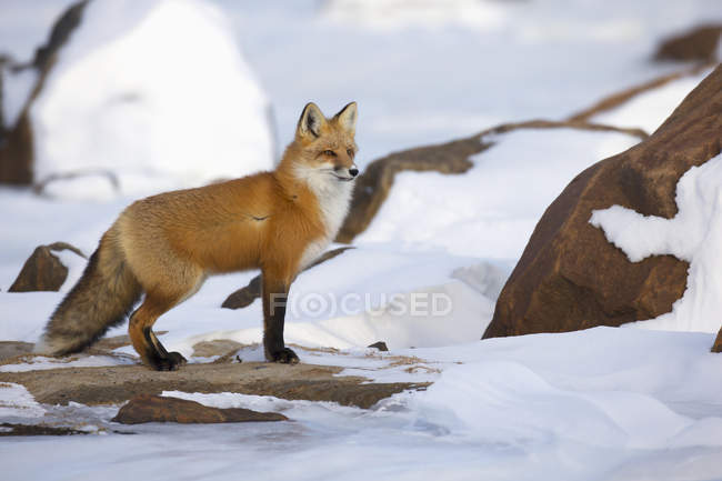 Красная лиса, стоящая вдоль берега — стоковое фото