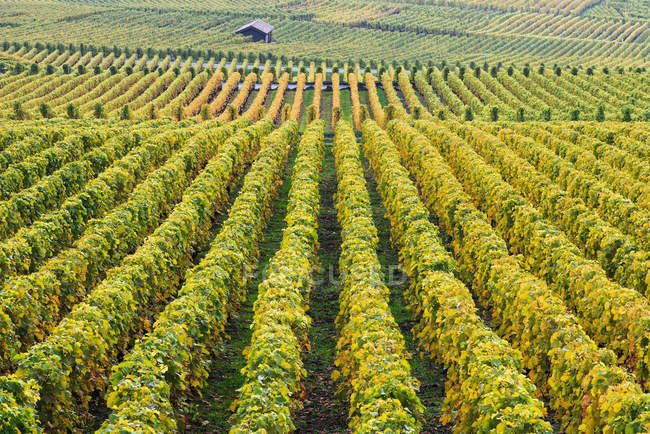 Blick auf grüne Weinberge — Stockfoto
