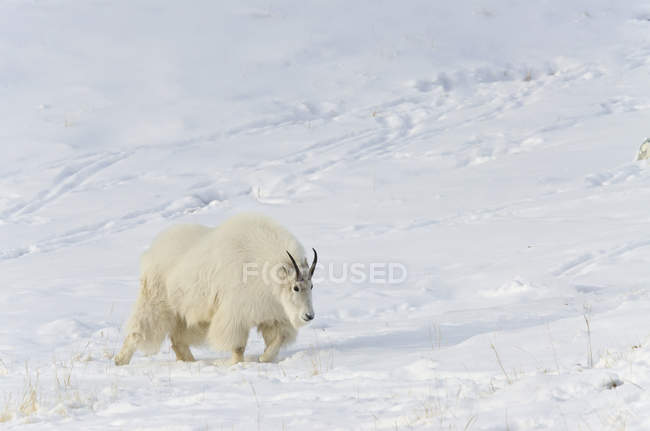 Cabra de montaña caminando en la nieve - foto de stock