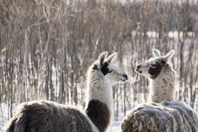 Deux lamas aux arbres — Photo de stock