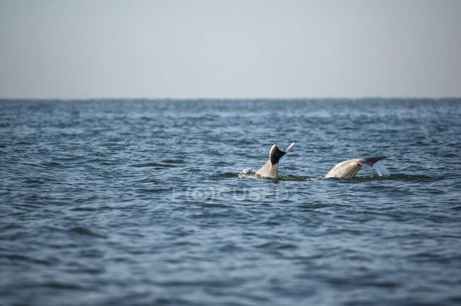 Дельфіни хвости на поверхні води — стокове фото