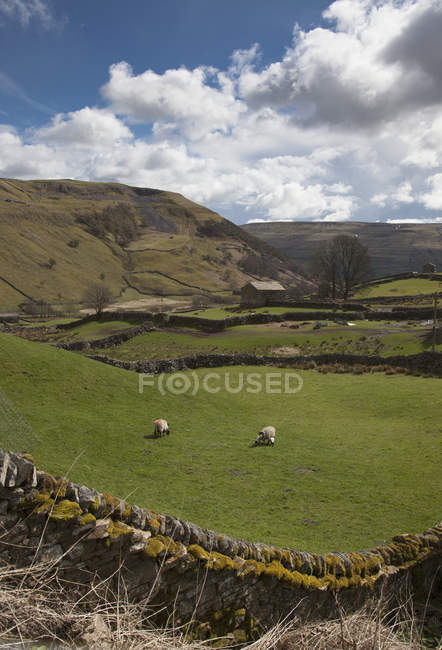 Sheep Grazing In A Field — Stock Photo
