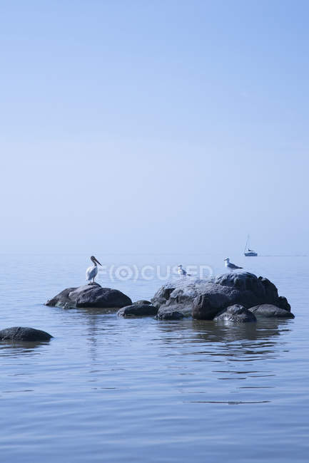 Пеликан и чайки на скалах — стоковое фото