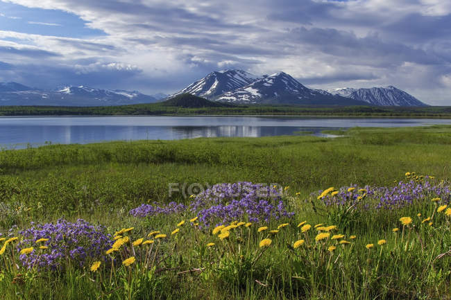 Flores silvestres florescem ao longo do Lago Dezadeash — Fotografia de Stock