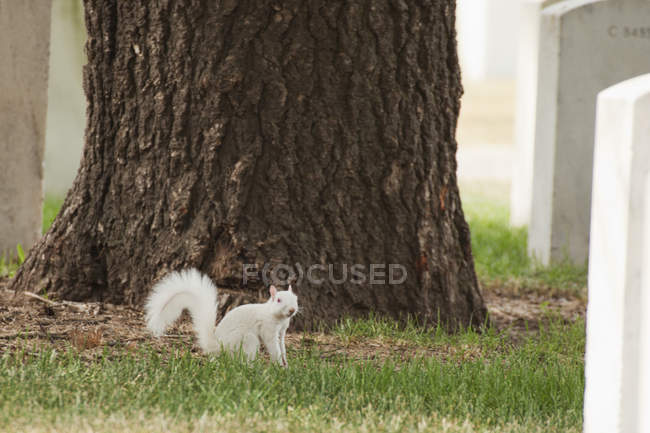 Albino esquilo de pé — Fotografia de Stock