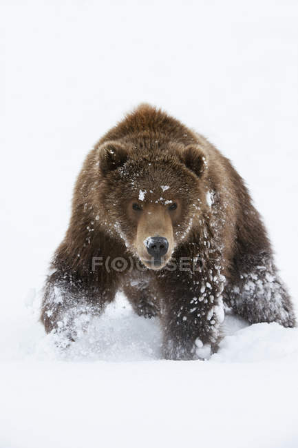 Коричневий ведмідь ходить через сніг — стокове фото