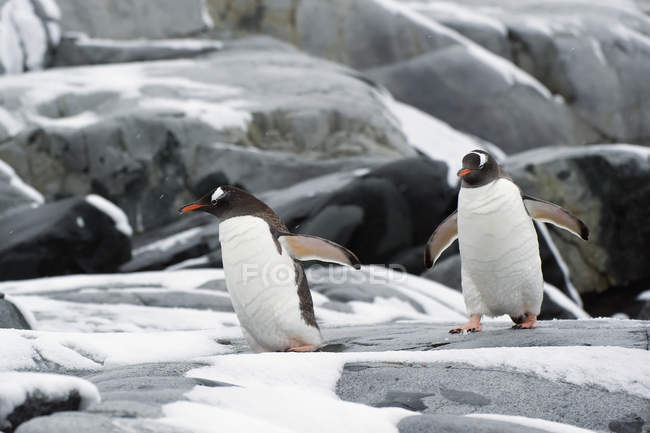 Pingüinos Gentoo caminando - foto de stock