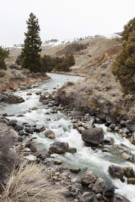 Creek running through yellowstone national park — Stock Photo