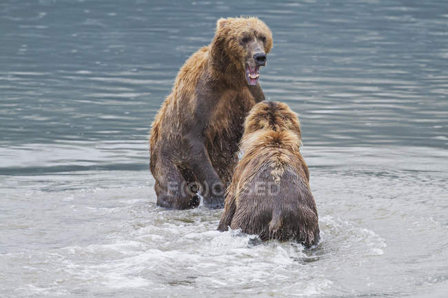 Dos osos pardos costeros - foto de stock