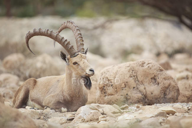 Ibex laying on rock ground — стоковое фото