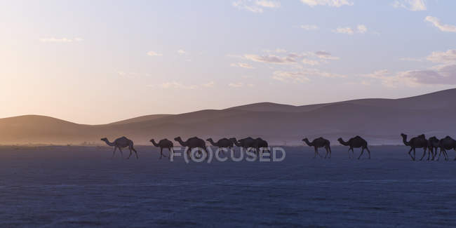 Верблюды, гуляющие в роллах — стоковое фото