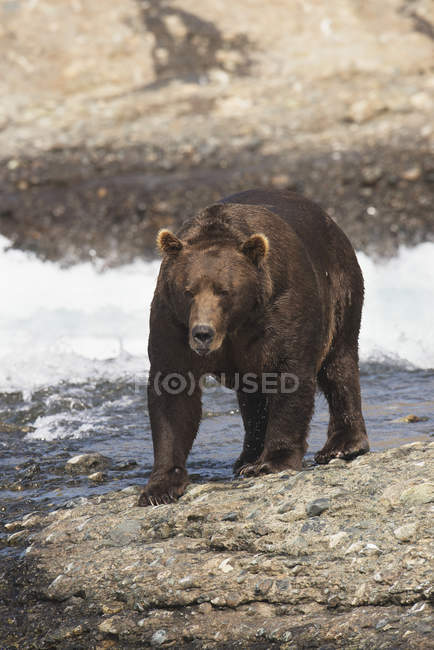 Urso castanho a caminhar à beira da água — Fotografia de Stock