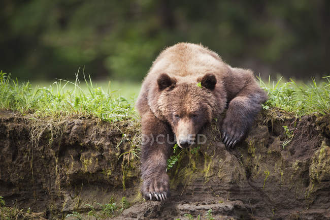 Urso pardo descansando — Fotografia de Stock