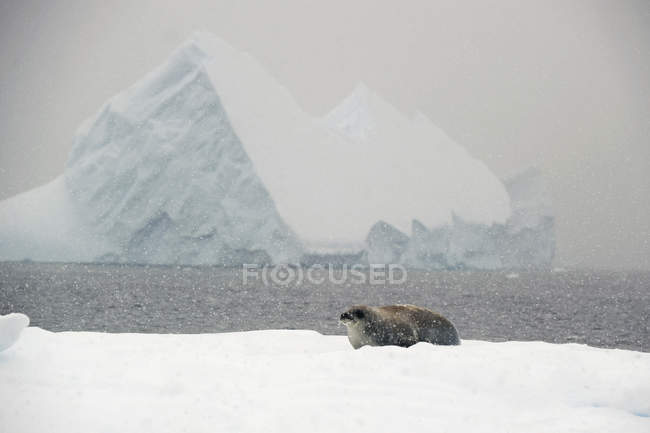 Crabeater seal on snow — Stock Photo