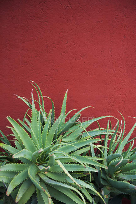 Cactus contre paroi rouge — Photo de stock