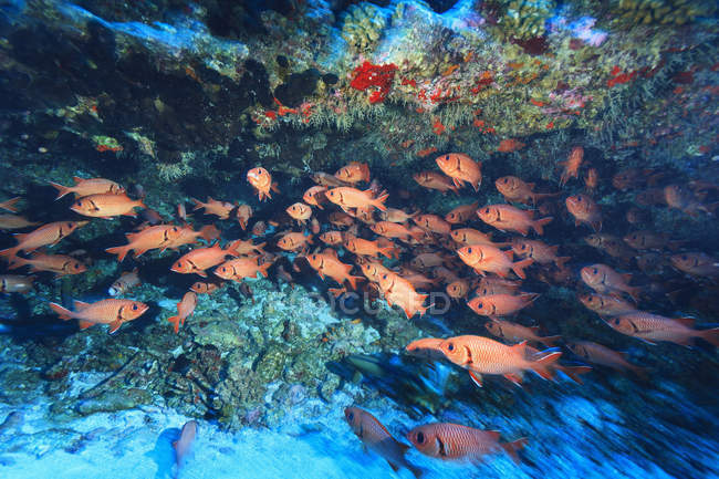 Рыбы-солдаты над рифом под водой — стоковое фото