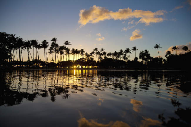 Silhouette de palmiers — Photo de stock