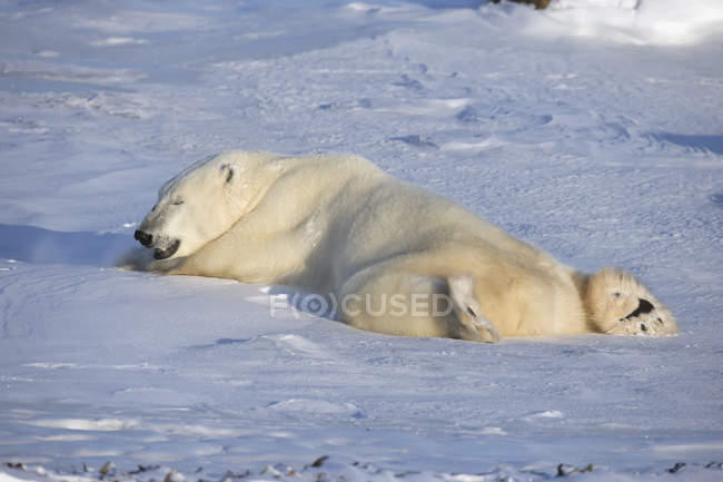 Белый медведь лежит на снегу — стоковое фото
