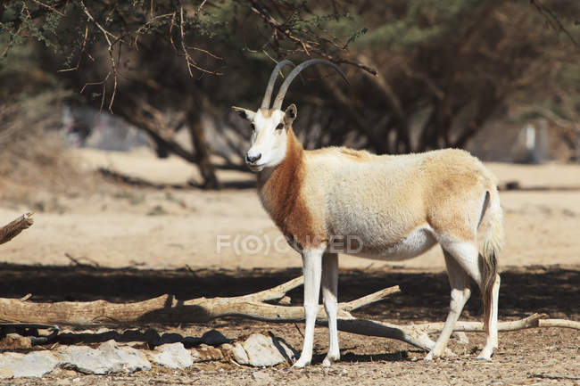Sahara oryx de pie - foto de stock