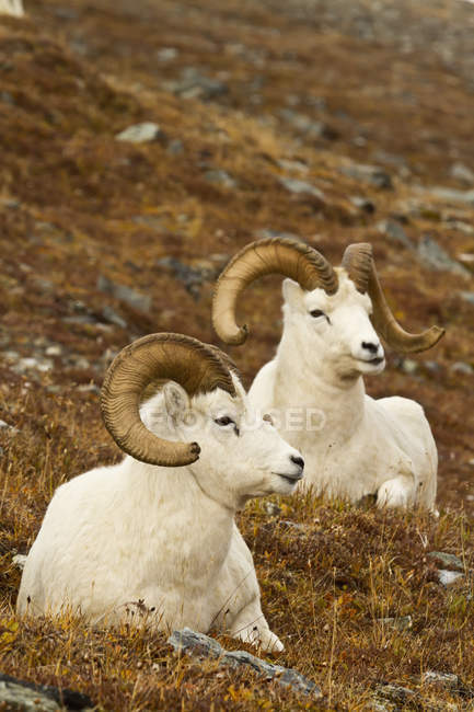 Dall's sheep rams resting on meadow — Stock Photo