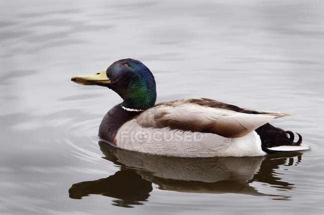 Mallard duck swimming — Stock Photo