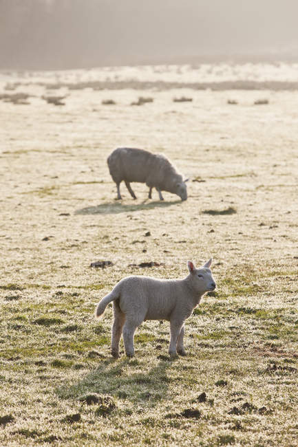 Schaf und Lamm auf dem Feld — Stockfoto
