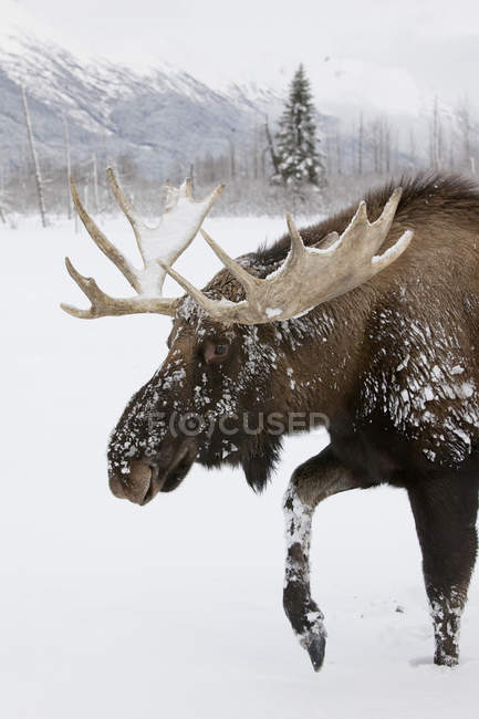 Alce touro com enormes chifres andando na neve, close-up — Fotografia de Stock