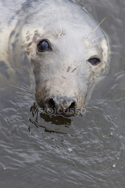 Seal swimming  in water — Stock Photo