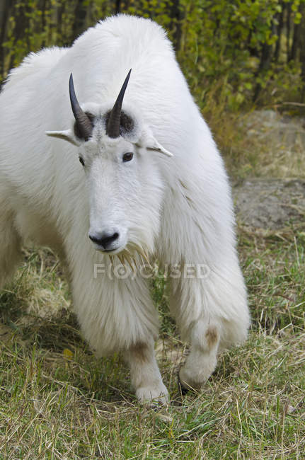 Гірський козел стоїть на траві — стокове фото