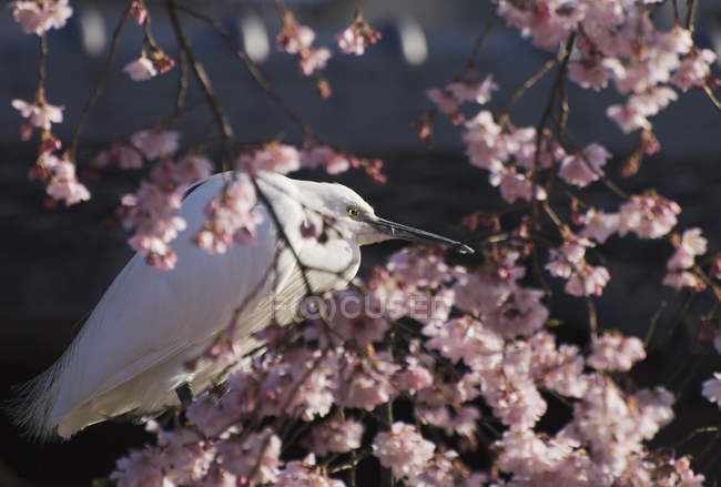 Японська біла чапля — стокове фото