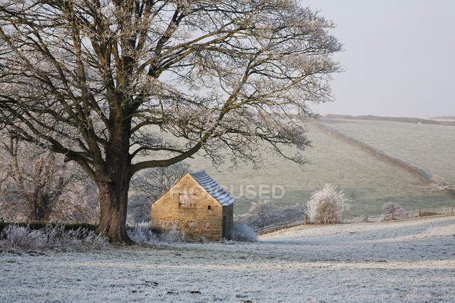 Barn and trees covered in frost — Stock Photo