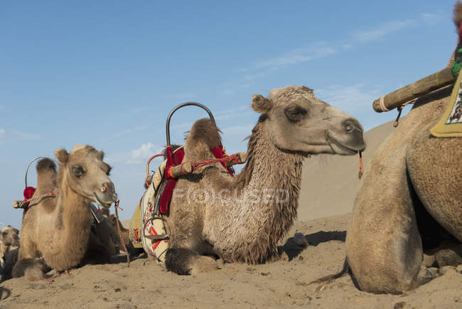 Верблюды на песке — стоковое фото