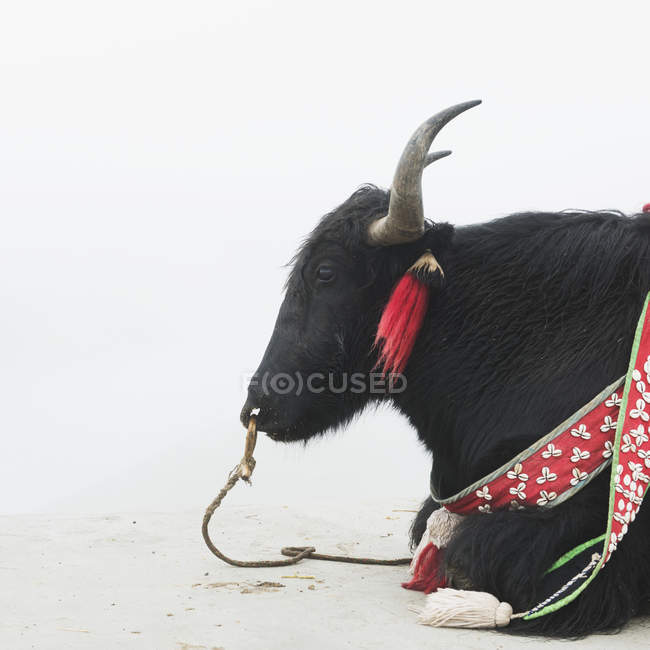 Yak avec accessoires sur le cou — Photo de stock