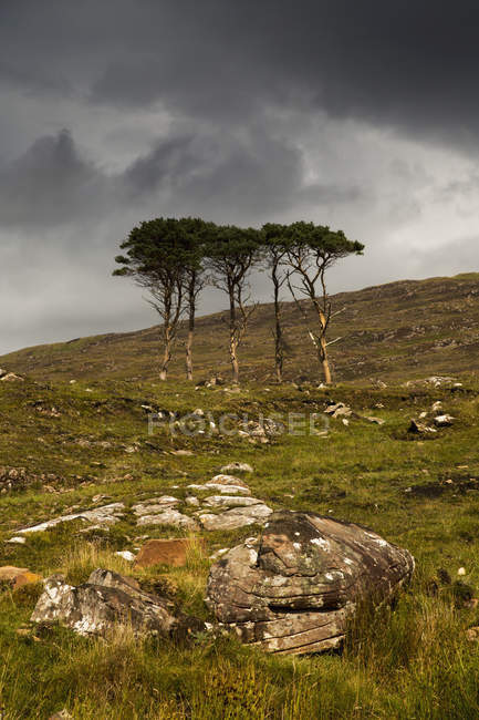 Small trees stand in rugged field — Stock Photo