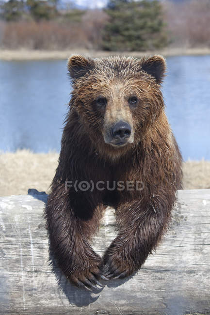 Prigioniera femmina marrone orso — Foto stock